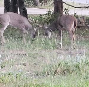 Meet your Posher, Teri